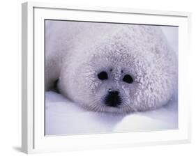 Harp Seal Pup with Snow on Fur-John Conrad-Framed Photographic Print