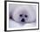 Harp Seal Pup with Snow on Fur-John Conrad-Framed Photographic Print