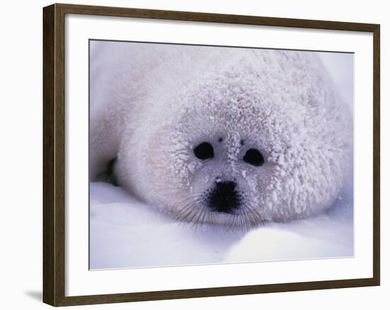 Harp Seal Pup with Snow on Fur-John Conrad-Framed Photographic Print