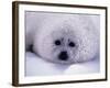 Harp Seal Pup with Snow on Fur-John Conrad-Framed Photographic Print