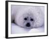 Harp Seal Pup with Snow on Fur-John Conrad-Framed Photographic Print