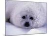 Harp Seal Pup with Snow on Fur-John Conrad-Mounted Photographic Print