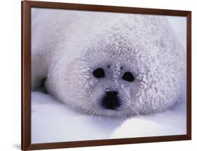 Harp Seal Pup with Snow on Fur-John Conrad-Framed Photographic Print