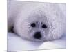 Harp Seal Pup with Snow on Fur-John Conrad-Mounted Photographic Print