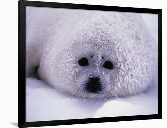 Harp Seal Pup with Snow on Fur-John Conrad-Framed Photographic Print