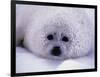 Harp Seal Pup with Snow on Fur-John Conrad-Framed Photographic Print