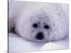 Harp Seal Pup with Snow on Fur-John Conrad-Stretched Canvas