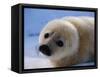 Harp Seal Pup-John Conrad-Framed Stretched Canvas