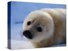 Harp Seal Pup-John Conrad-Stretched Canvas