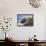 Harp Seal Pup-John Conrad-Framed Stretched Canvas displayed on a wall