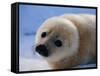 Harp Seal Pup-John Conrad-Framed Stretched Canvas