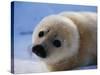 Harp Seal Pup-John Conrad-Stretched Canvas