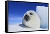 Harp Seal Pup-null-Framed Stretched Canvas