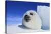 Harp Seal Pup-null-Stretched Canvas