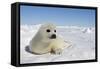 Harp Seal Pup-null-Framed Stretched Canvas
