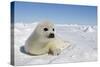 Harp Seal Pup-null-Stretched Canvas