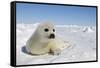 Harp Seal Pup-null-Framed Stretched Canvas
