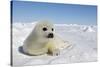 Harp Seal Pup-null-Stretched Canvas