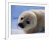 Harp Seal Pup-John Conrad-Framed Photographic Print