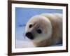 Harp Seal Pup-John Conrad-Framed Photographic Print