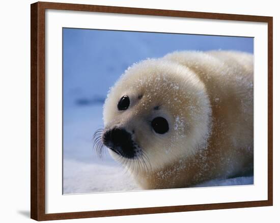 Harp Seal Pup-John Conrad-Framed Photographic Print