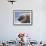 Harp Seal Pup-John Conrad-Framed Photographic Print displayed on a wall