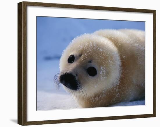 Harp Seal Pup-John Conrad-Framed Photographic Print