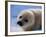 Harp Seal Pup-John Conrad-Framed Photographic Print