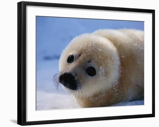 Harp Seal Pup-John Conrad-Framed Photographic Print