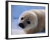 Harp Seal Pup-John Conrad-Framed Photographic Print