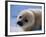 Harp Seal Pup-John Conrad-Framed Photographic Print