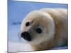 Harp Seal Pup-John Conrad-Mounted Photographic Print