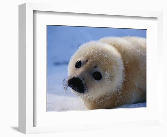 Harp Seal Pup-John Conrad-Framed Photographic Print