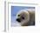 Harp Seal Pup-John Conrad-Framed Photographic Print