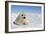 Harp Seal Pup-null-Framed Photographic Print