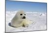 Harp Seal Pup-null-Mounted Photographic Print