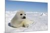 Harp Seal Pup-null-Mounted Photographic Print