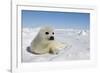 Harp Seal Pup-null-Framed Photographic Print