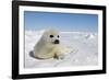 Harp Seal Pup-null-Framed Photographic Print