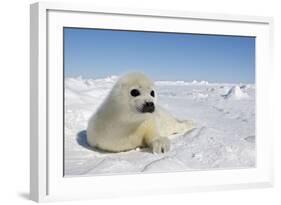 Harp Seal Pup-null-Framed Photographic Print