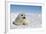 Harp Seal Pup-null-Framed Photographic Print