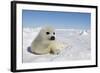 Harp Seal Pup-null-Framed Photographic Print