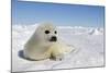 Harp Seal Pup-null-Mounted Photographic Print