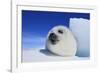 Harp Seal Pup-null-Framed Photographic Print