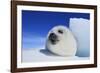 Harp Seal Pup-null-Framed Photographic Print