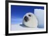 Harp Seal Pup-null-Framed Photographic Print