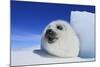 Harp Seal Pup-null-Mounted Photographic Print