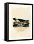 Harp Seal-null-Framed Stretched Canvas