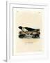 Harp Seal-null-Framed Giclee Print