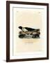 Harp Seal-null-Framed Giclee Print